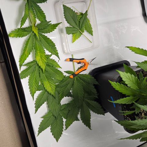 Northern Lights #2 growlog timeline photo