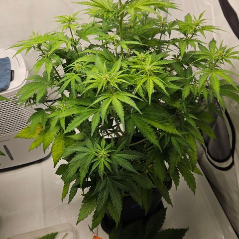 Northern Lights #2 growlog timeline photo