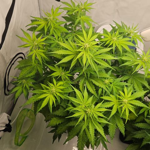 Northern Lights #1  growlog timeline photo