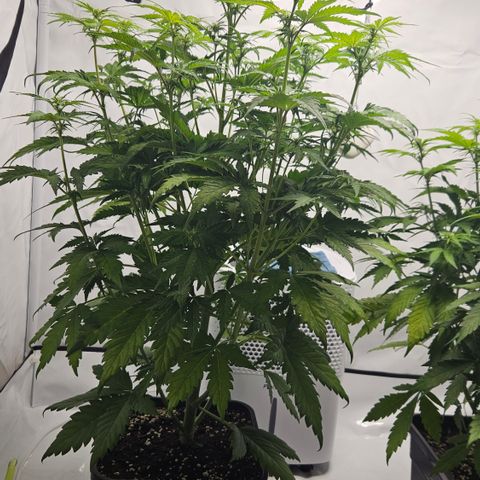 Northern Lights #1  growlog timeline photo
