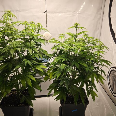 Northern Lights #2 growlog timeline photo