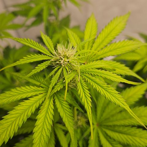 Northern Lights #1  growlog timeline photo