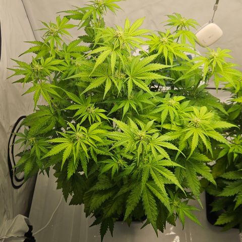 Northern Lights #1  growlog timeline photo