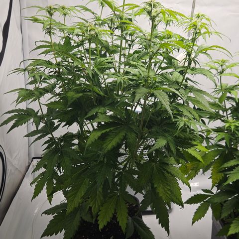 Northern Lights #1  growlog timeline photo