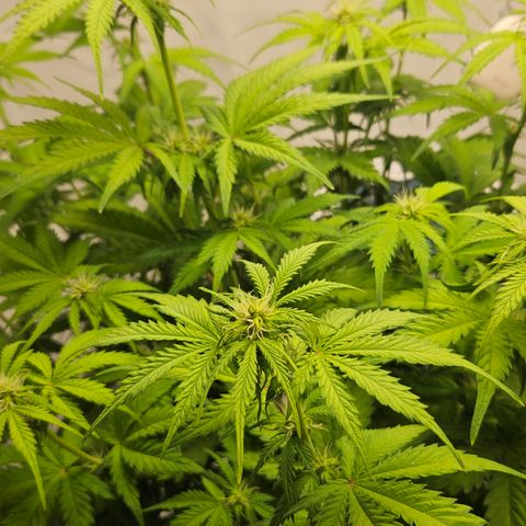 Northern Lights #1  growlog timeline photo