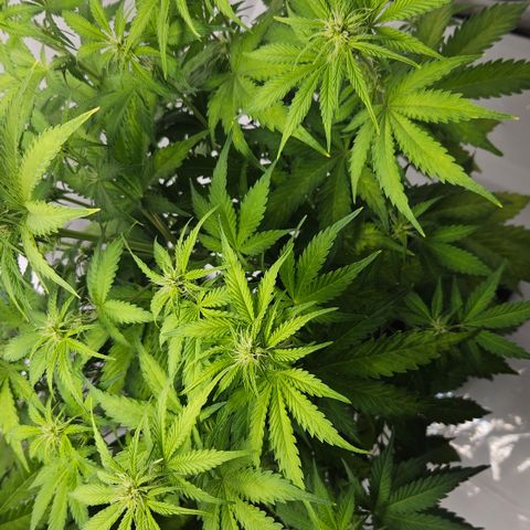 Northern Lights #2 growlog timeline photo