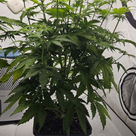 Northern Lights #2 growlog timeline photo