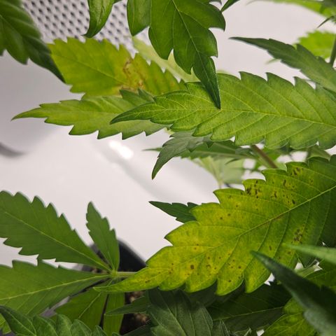 Northern Lights #2 growlog timeline photo