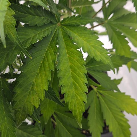 Northern Lights #2 growlog timeline photo