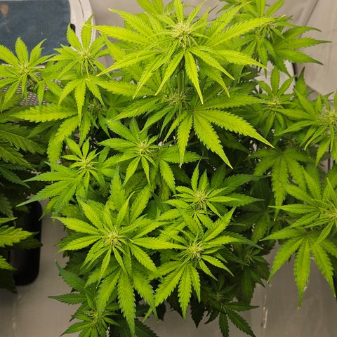 Northern Lights #2 growlog timeline photo