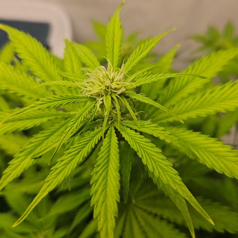 Northern Lights #2 growlog timeline photo
