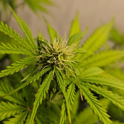 Northern Lights #1  growlog timeline photo