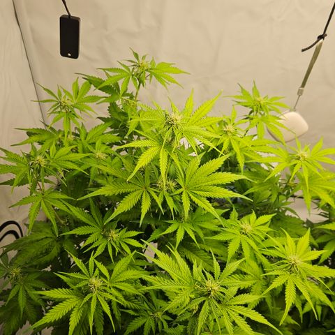 Northern Lights #1  growlog timeline photo