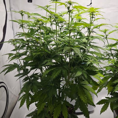 Northern Lights #1  growlog timeline photo