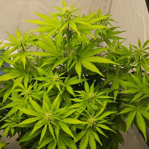 Northern Lights #2 growlog timeline photo