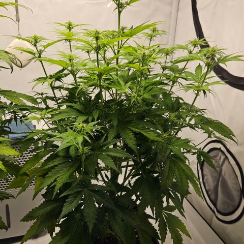 Northern Lights #2 growlog timeline photo