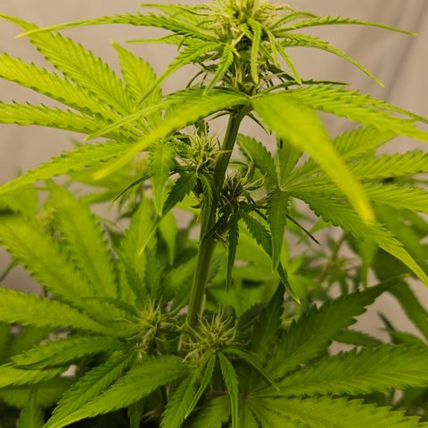 Northern Lights #2 growlog timeline photo