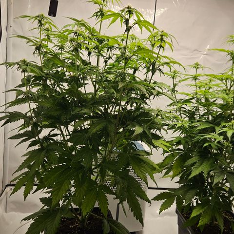 Northern Lights #1  growlog timeline photo