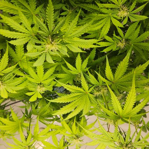 Northern Lights #1  growlog timeline photo