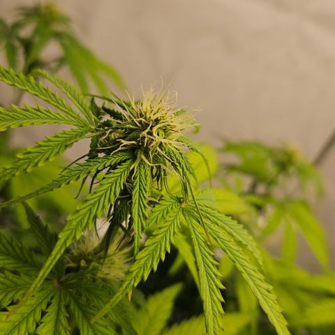 Northern Lights #1  growlog timeline photo