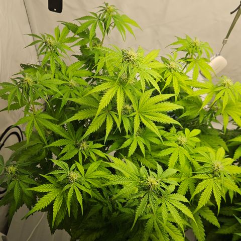 Northern Lights #1  growlog timeline photo