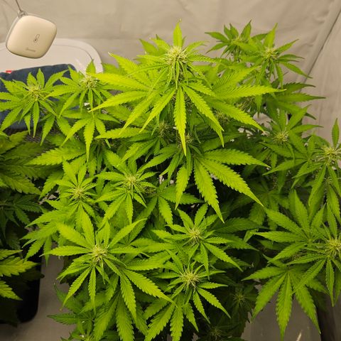 Northern Lights #2 growlog timeline photo
