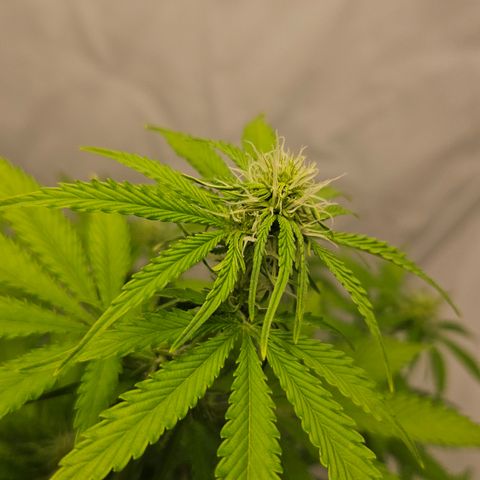 Northern Lights #2 growlog timeline photo