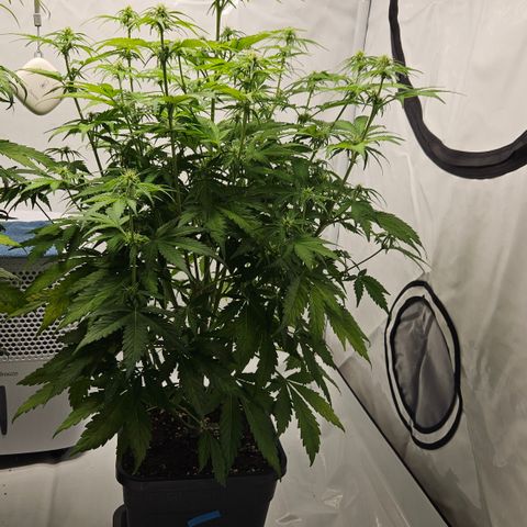 Northern Lights #2 growlog timeline photo