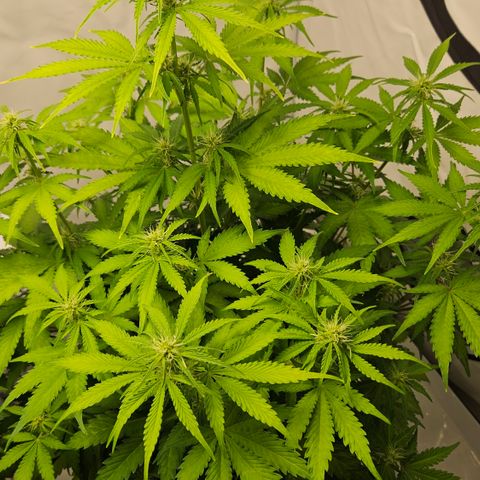 Northern Lights #2 growlog timeline photo