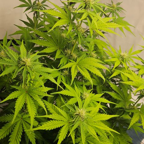 Northern Lights #1  growlog timeline photo