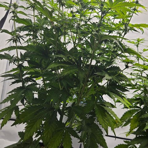 Northern Lights #1  growlog timeline photo