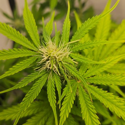 Northern Lights #1  growlog timeline photo