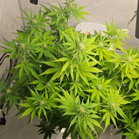 Northern Lights #1  growlog timeline photo