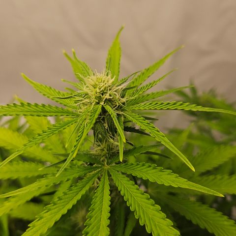 Northern Lights #2 growlog timeline photo