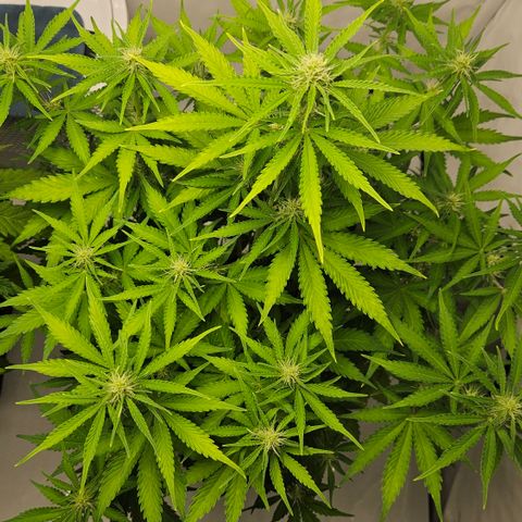 Northern Lights #2 growlog timeline photo