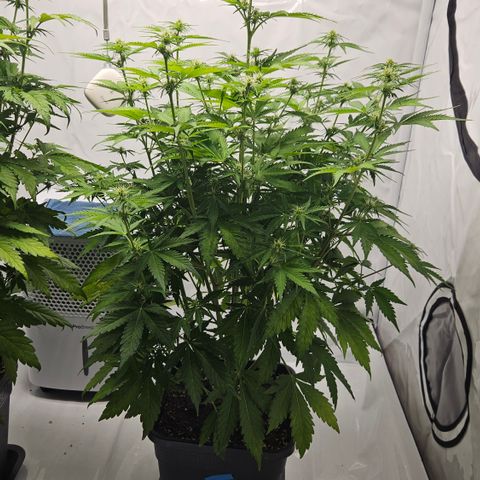 Northern Lights #2 growlog timeline photo