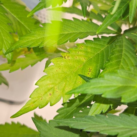 Northern Lights #2 growlog timeline photo