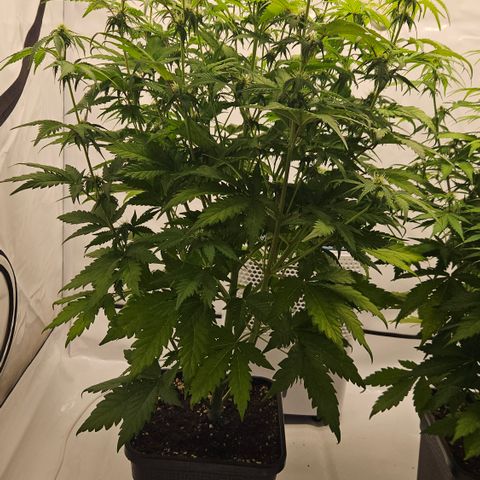 Northern Lights #1  growlog timeline photo