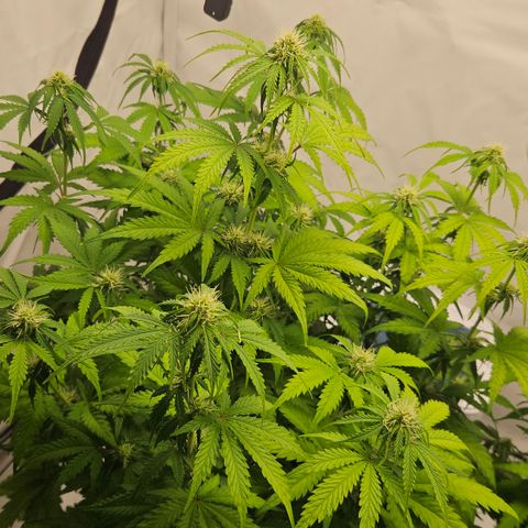 Northern Lights #1  growlog timeline photo