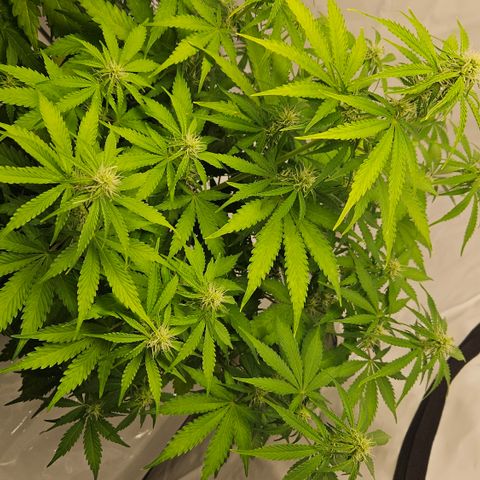 Northern Lights #2 growlog timeline photo