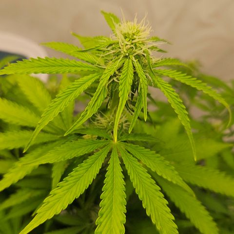 Northern Lights #2 growlog timeline photo