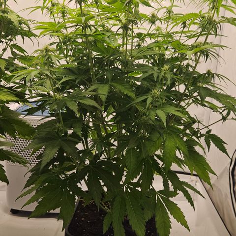 Northern Lights #2 growlog timeline photo