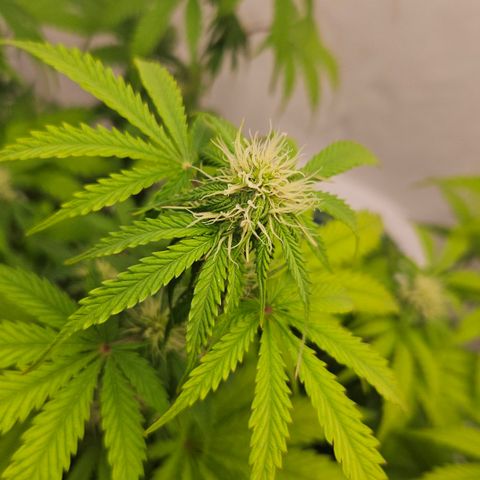 Northern Lights #1  growlog timeline photo