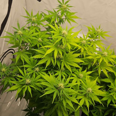 Northern Lights #1  growlog timeline photo