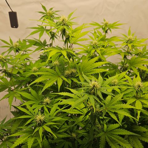 Northern Lights #1  growlog timeline photo