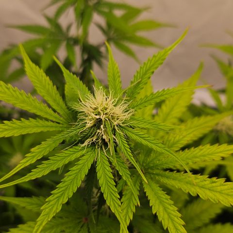 Northern Lights #1  growlog timeline photo