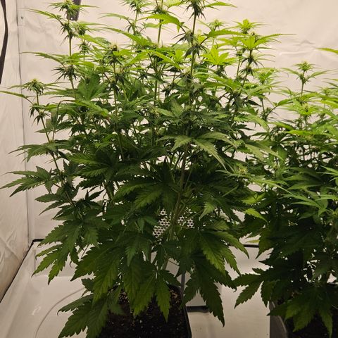 Northern Lights #1  growlog timeline photo