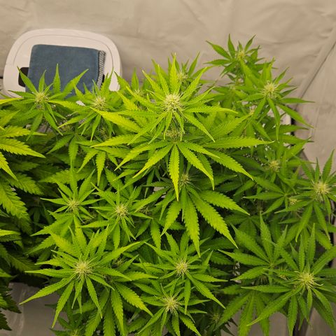 Northern Lights #2 growlog timeline photo