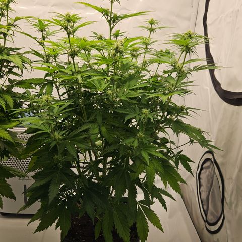 Northern Lights #2 growlog timeline photo
