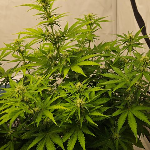 Northern Lights #2 growlog timeline photo